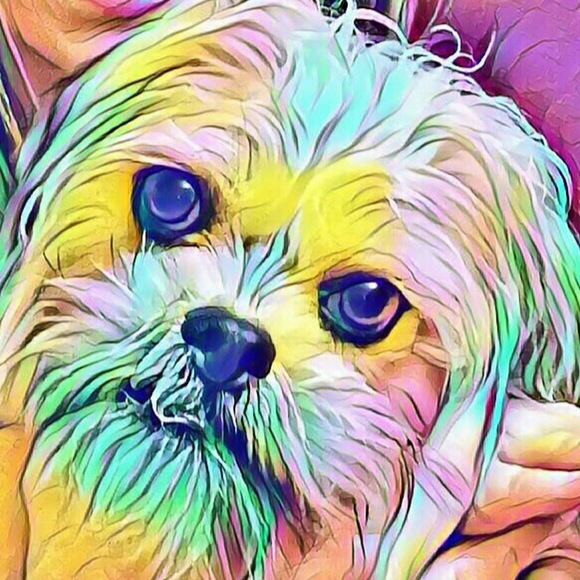 Meet your Posher, Crazy daisy - Picture 1 of 1